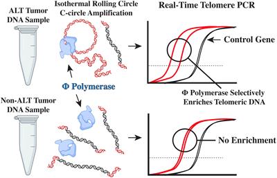 Prevalence of alternative lengthening of telomeres in pediatric sarcomas determined by the telomeric DNA C-circle assay